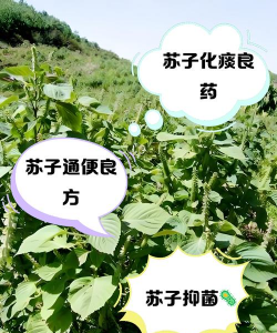 苏子壳可以养花吗