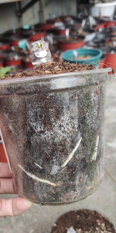 家庭养花用生根粉