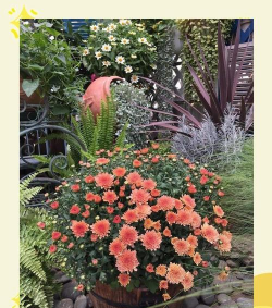 夏菊如何修剪成球