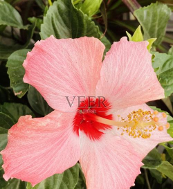 法属波利尼西亚养花知识