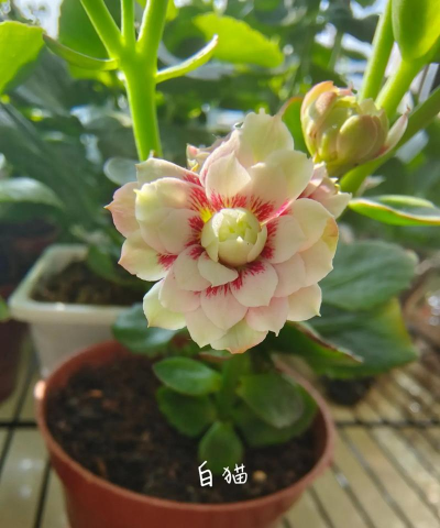 家庭养花用生根粉