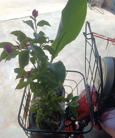 家庭养花用生根粉