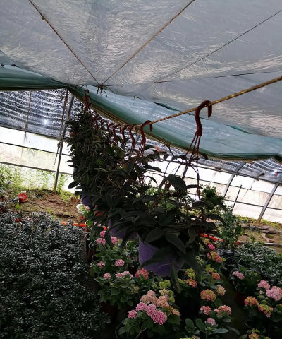 家庭养花用生根粉