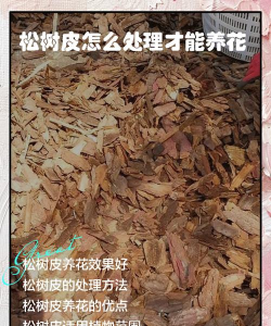 松树皮养花处理方法