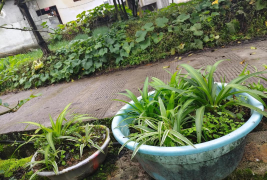 家庭养花用生根粉