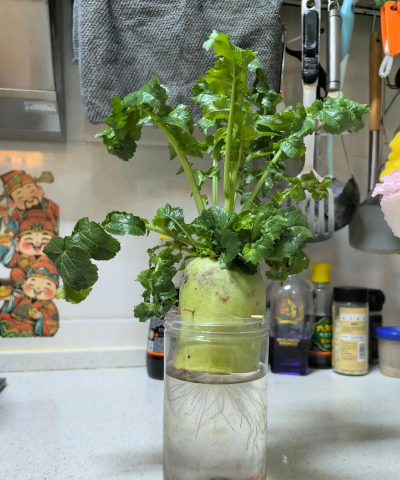 家庭养花用生根粉