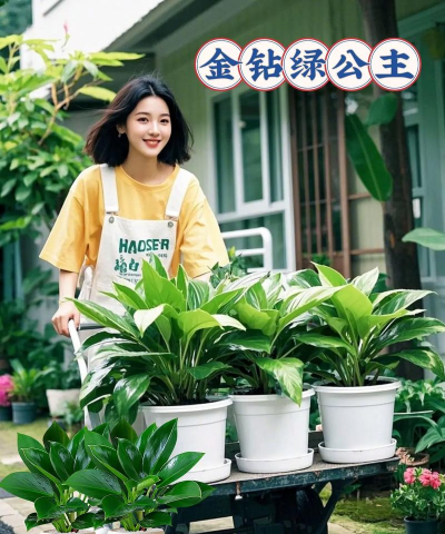 家庭养花用生根粉