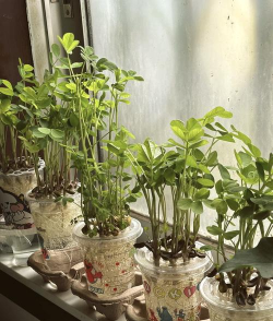 家庭养花用生根粉