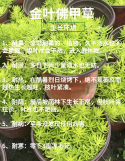 草皮养花好养吗