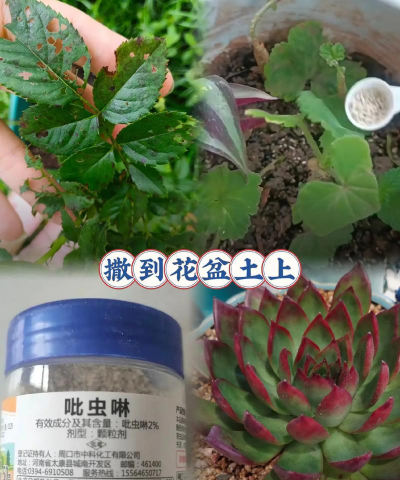 家庭养花用生根粉