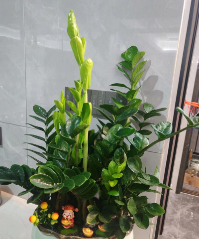 家庭养花用生根粉