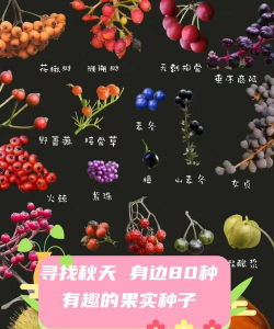 秋天还有什么可以成熟