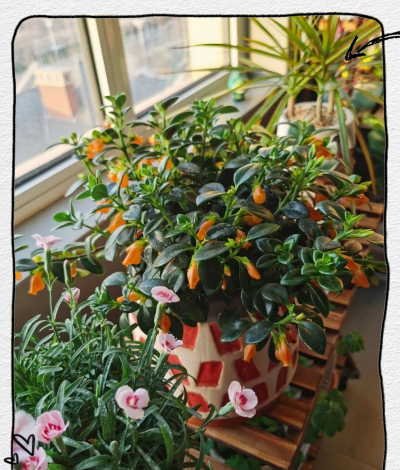 家庭养花用生根粉