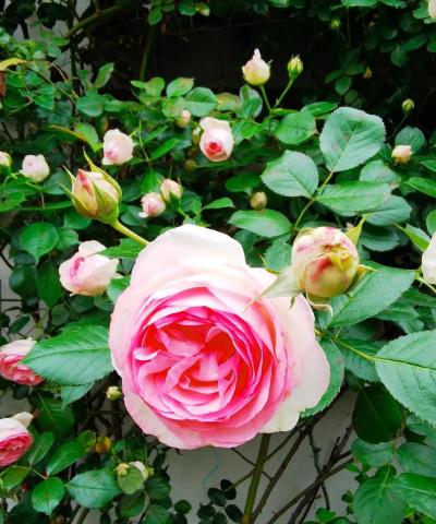 家庭养花用生根粉