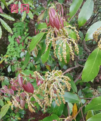 青冈腐叶土养花