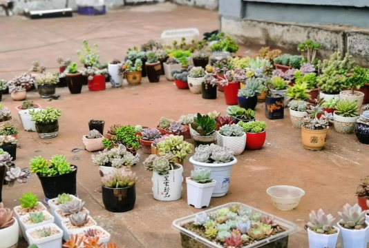 家庭养花用生根粉