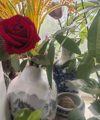 家庭养花用生根粉