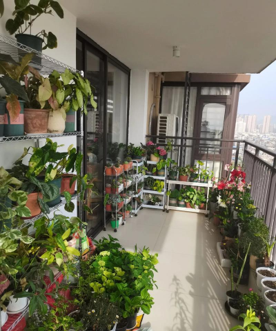 北露台养花爬藤