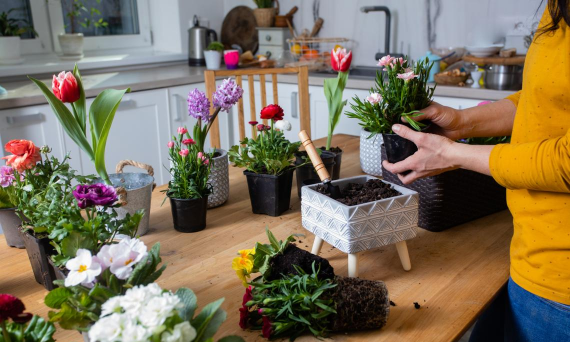 家庭养花用生根粉