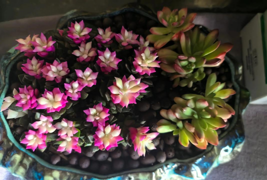 家庭养花用生根粉