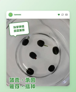 碧桃种子怎么处理