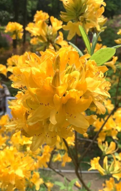 杜英花什么颜色