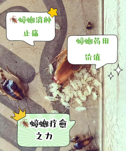 养花会招惹蟑螂吗
