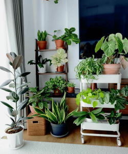 家庭养花用生根粉