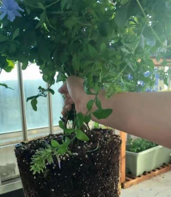 家庭养花用生根粉