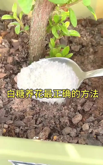 家庭养花用生根粉
