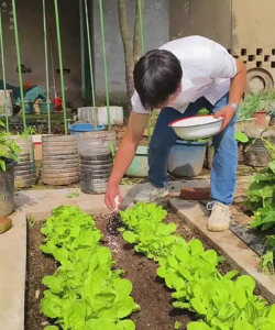 家庭养花用生根粉