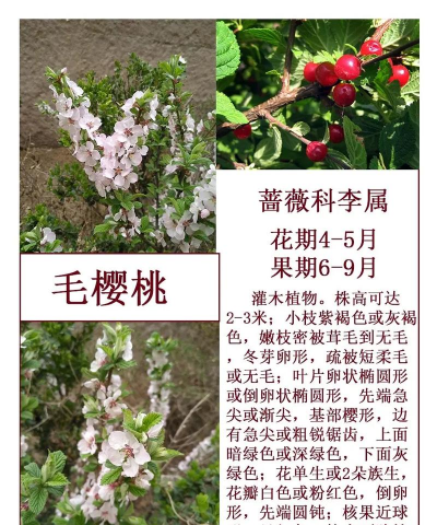 毛樱桃怎么管理