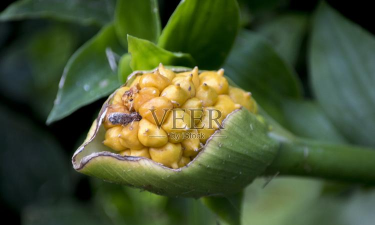 马蹄莲结果什么