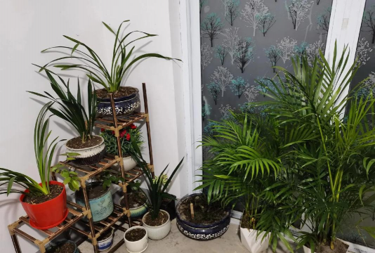 家庭养花用生根粉