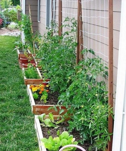 面朝大海养花种菜