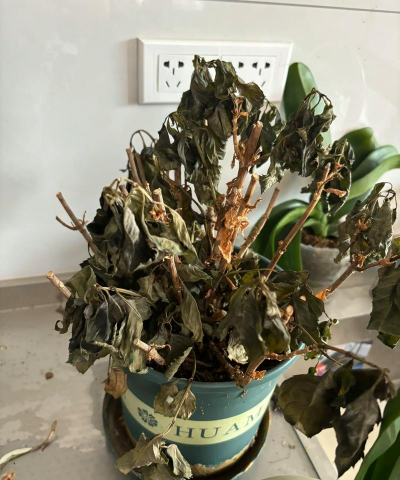 家庭养花用生根粉