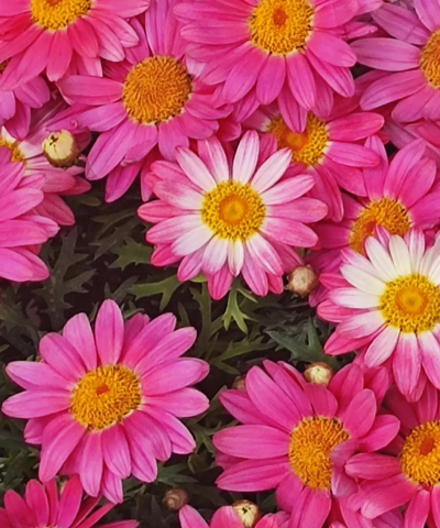 木茼蒿属于什么科