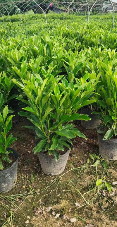 非洲茉莉是什么科