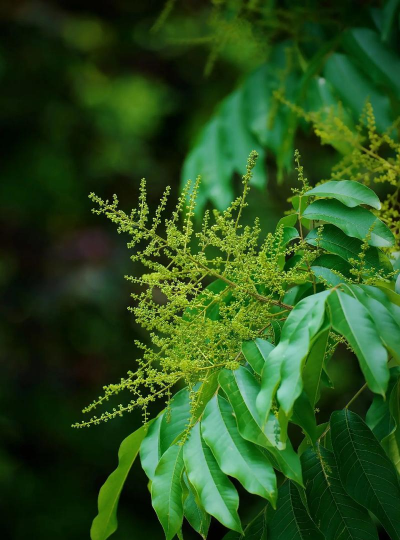 无患子可以养花