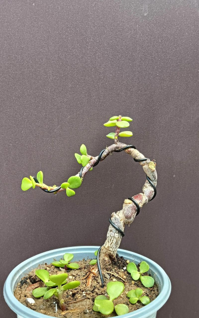 家庭养花用生根粉