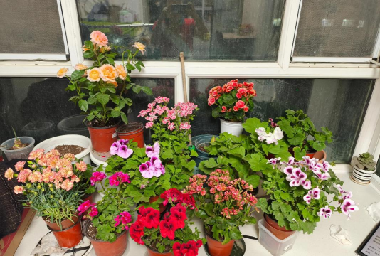 家庭养花用生根粉