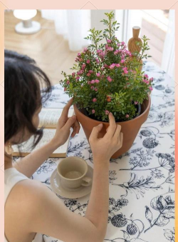 家庭养花用生根粉