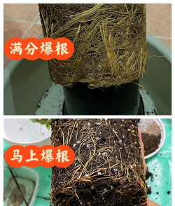 家庭养花用生根粉