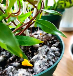 家庭养花用生根粉