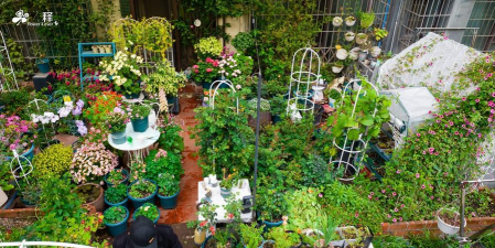 家庭养花用生根粉