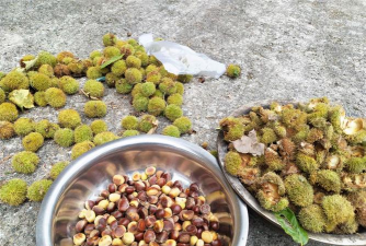 板栗皮可以养花吗