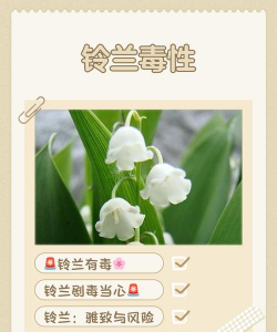 如何解铃兰花毒性