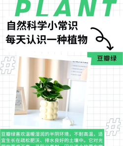 豆瓣植物又叫什么