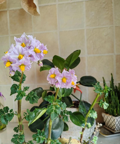 家庭养花用生根粉