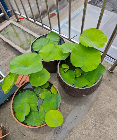 水池养花好不好